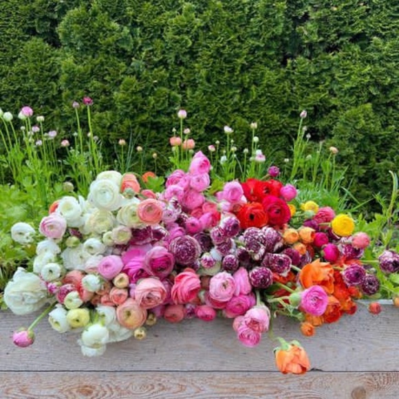 New Balance Shoes - H